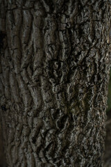 The texture of a tree trunk