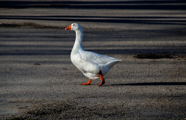 Goose on the Pavement