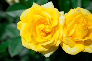 黄色いバラの花のクローズアップ	