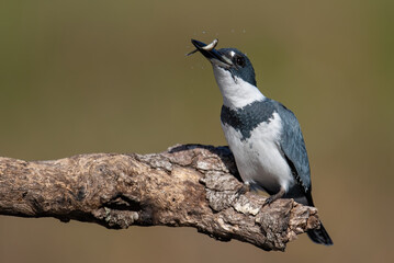 Obraz premium Belted Kingfisher in Florida 