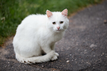 Naklejka na ściany i meble A white stray cat sits on the sidewalk and looks at us