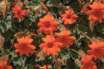 Mandevilla flowers covering a fence.