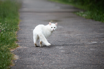 A white stray street cat turns back and looks at us