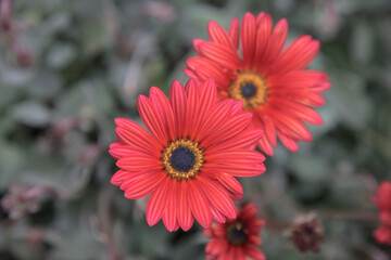 The gerbera daisy is a member of the asteraceae family. The flower is named after Traugott Gerber, a German botanist.