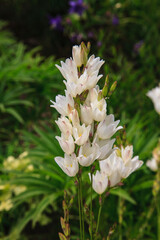 Pasqueflower is an ember of the buttercup family.