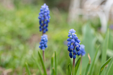 春の庭の青いムスカリ
