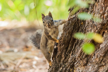 Naklejka na ściany i meble Eastern Sierra Nevada. An inquisitive Douglas Squirrel or Chickaree.