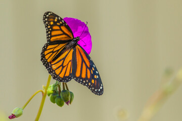Sipping Monarch Butterfly on a Purple Bloom