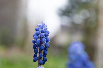 春の庭の青いムスカリのクローズアップ
