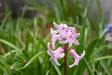 春の庭に咲くピンクのヒヤシンス
