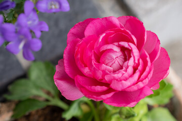 ピンクのラナンキュラス
