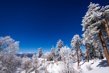 Snow dusted pines in the San Bernardino Mountains above Lake Arrowhead. San Bernardino National Forest, California, USA.