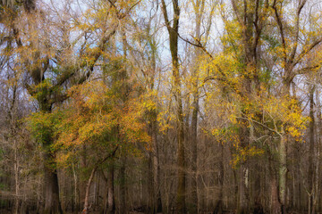 South Carolina Swamps in Winter