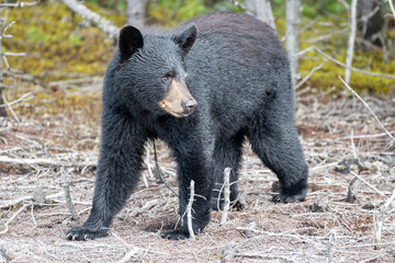 An isolated young wild black bear cub looking out from among trees.  The small animal has a dark black coat with a long snout and big nose. Its dark eyes are peering straight ahead with its ears up. 