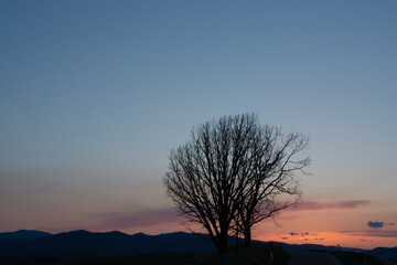 美しい春の夕暮れの空と木立のシルエット
