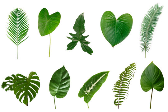 Set of  Tropical green leaves isolated on white background.