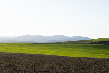 Fototapeta na wymiar 春の輝く牧草畑と青空 