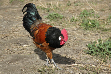 Cock