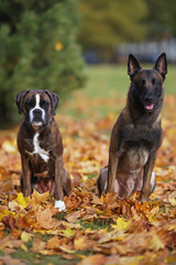 Belgian Shepherd Malinois dog and brindle Boxer dog posing outdoors sitting together on fallen maple leaves in autumn