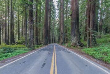 Fototapeta na wymiar California, Humboldt Redwoods State Park, Avenue of the Giants