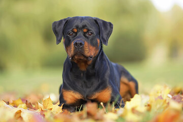 Adorable black and tan Rottweiler dog posing outdoors lying down on fallen maple leaves in autumn - obrazy, fototapety, plakaty