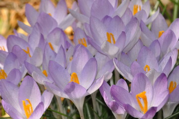 crocus