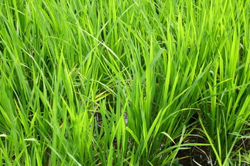 verdant rice fields in the tropics. This plant produces rice which is widely consumed by people...