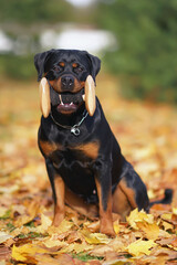 Obedient black and tan Rottweiler dog posing outdoors with a wooden dumbbell in its mouth sitting on a green grass with fallen maple leaves in autumn