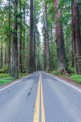 Fototapeta na wymiar California, Humboldt Redwoods State Park, Avenue of the Giants