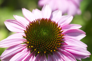 Eastern Purple Coneflower