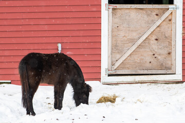 A young pony with black and brown hair eating hay scattered on the snow covered ground. There's a red bard with a wooden door in the background. The animal has a long tail and thick mane. 