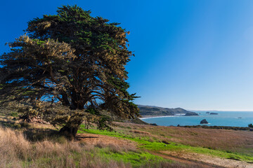 Large pine tree lining the Trail on the Jenner Headlands preserve, Sonoma County, California.