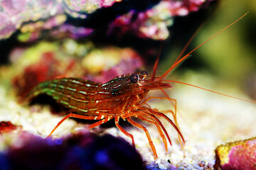 Mediterranean sea species of Peppermint Shrimp - Lysmata seticuadata