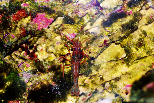 Mediterranean sea species of Peppermint Shrimp - Lysmata seticuadata