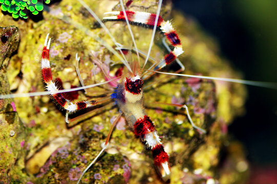 Boxer banded coral shrimp - Stenopus hispidus
