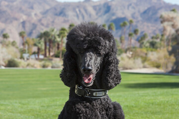 Black Standard Poodle at a desert park with green grass 