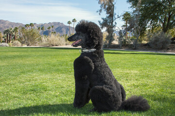 Black Standard Poodle at a desert park with green grass 