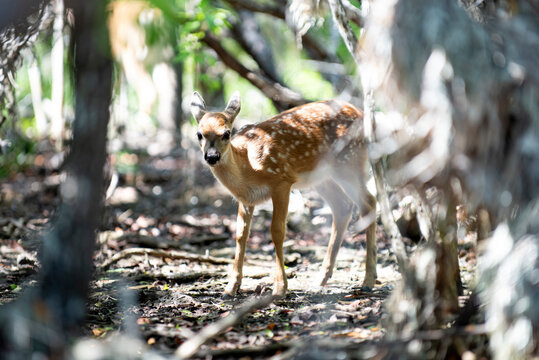 Wild bambi. White-tailed young roe deer fawn, capreolus buck. Wildlife animal concept.