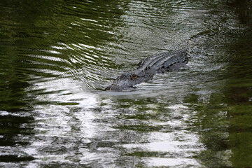 American Alligator - A. mississippiensis - swimming in tranquil Florida pond.