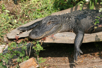American Alligator - A. mississippiensis - warming in sun beside pond in Florida.