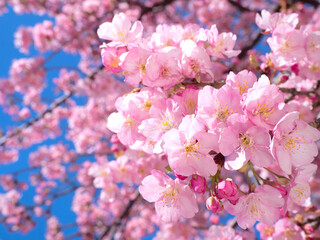 青空とサクラの花