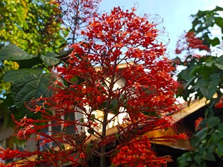 Japanese glorybower