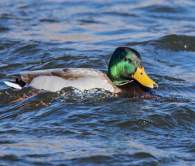 duck on the water