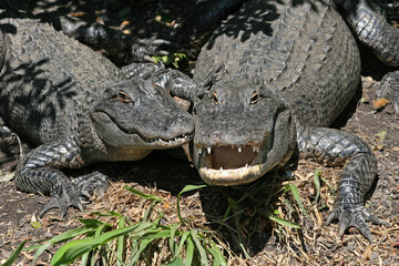 Smiling American Alligators - A. mississippiensis - sunning beside Florida swamp.