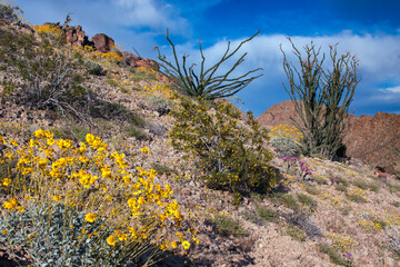 Wildflowers, Joshua Tree National Park, California