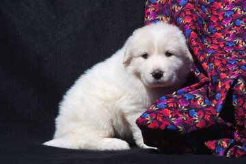 Great Pyrenees puppies.