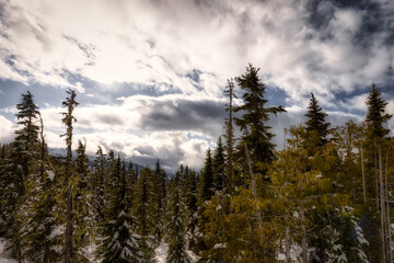 Snowy Forest on top of the mountains in winter during sunny morning. Beautiful White Canadian Nature. Taken in Whistler, British Columbia, Canada.