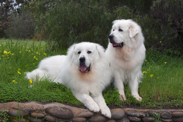 Great Pyrenees in a field of mustard flowers.