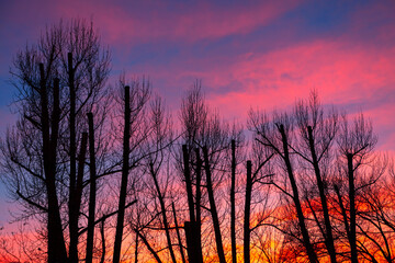 Silhouettes of trees against pink sky . Spectacular vibrant heaven . Empty trees in the dawn
