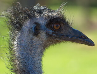Emu
